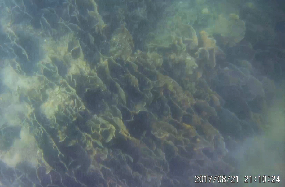 珊瑚的生長情況很好，和可以拍得到它是翼形薔薇珊瑚